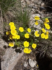 Potentilla aurea