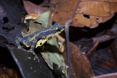Atelopus spurrelli