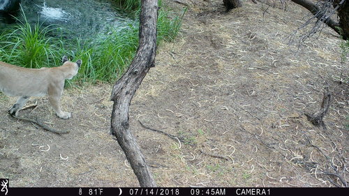 North American Mountain Lion photographed in Arizona