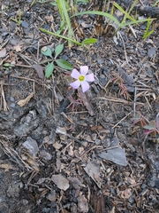 Oxalis