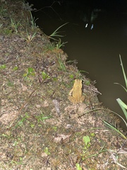 Rhinella crucifer