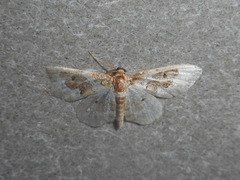 Idaea rusticata