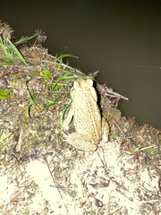 Rhinella crucifer