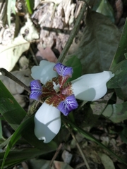 Trimezia gracilis