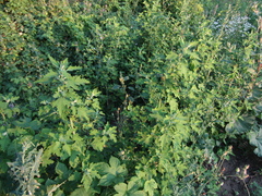 Chenopodium ucrainicum