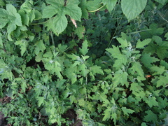 Chenopodium ucrainicum