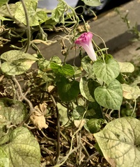 Ipomoea purpurea