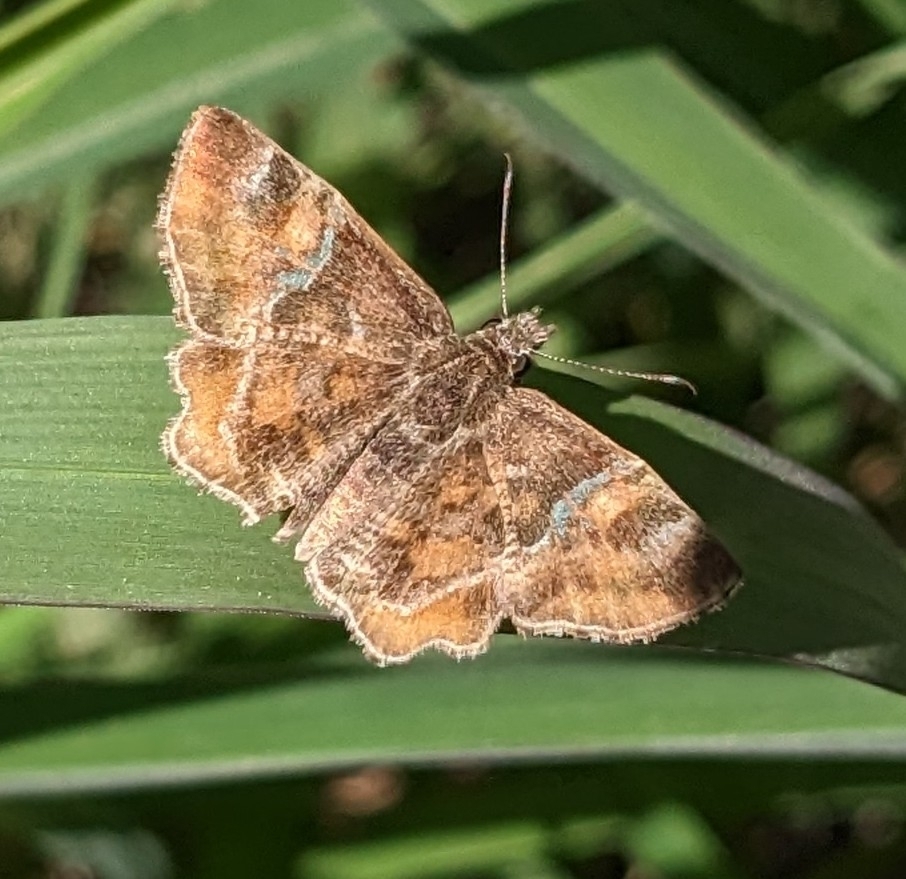 Texas Powdered Skipper
