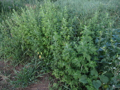 Chenopodium ucrainicum
