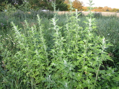 Chenopodium ucrainicum