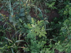 Chenopodium ucrainicum