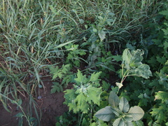 Chenopodium ucrainicum