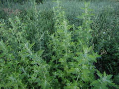 Chenopodium ucrainicum