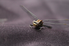Phanogomphus