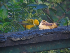 Tangara icterocephala