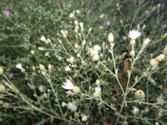 Centaurea ×psammogena