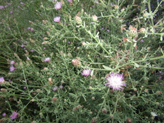 Centaurea ×psammogena