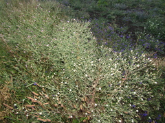 Centaurea ×psammogena