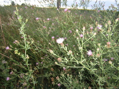 Centaurea ×psammogena
