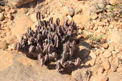 Caralluma