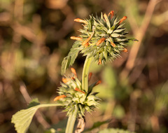 Leonotis nepetifolia