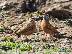 Emberiza goslingi