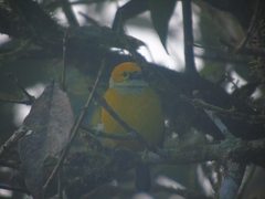 Tangara icterocephala