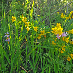 Tropaeolum brachyceras