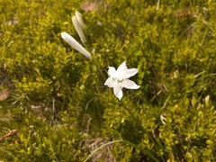 Paradisea liliastrum