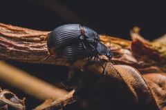 Heterotarsus