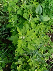 Chenopodium ucrainicum