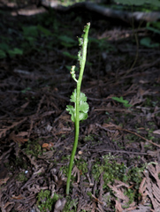 Botrychium crenulatum