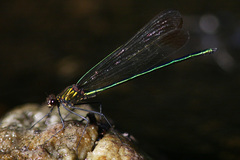 Calopteryx amata