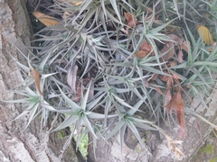 Tillandsia aeranthos