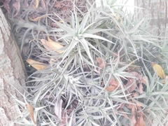 Tillandsia aeranthos