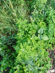 Chenopodium ucrainicum