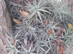 Tillandsia aeranthos