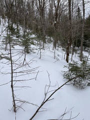 Acer pensylvanicum