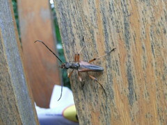 Stenocorus meridianus