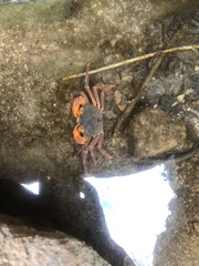 Socotrapotamon socotrense