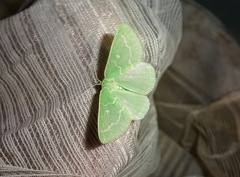 Thetidia smaragdaria
