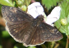 Erynnis zarucco