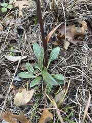Echinacea angustifolia