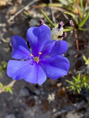 Aristea recisa
