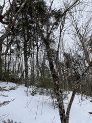 Acer pensylvanicum