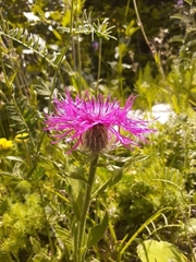 Centaurea nervosa