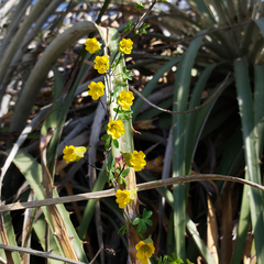 Tropaeolum brachyceras