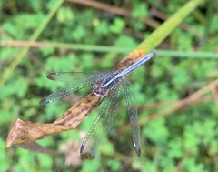 Hemistigma albipunctum
