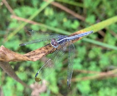 Hemistigma albipunctum
