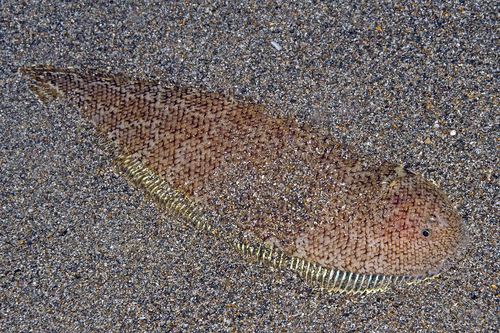 Mixedscale sole (Brachirus heterolepis) — Soleidae — 3